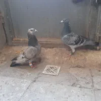 دوتا المانی پر کفچه