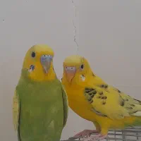 یک جفت مرغ عشق سرحال