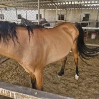 مادیون درجه یک دره شوری