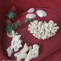 اکواریوم ستونی|ماهی|باغستان, |دیوار