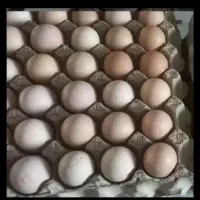 تخم مرغ محلی ارگانیک