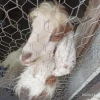 بز بومی|حیوانات مزرعه|اصفهان, بیدآباد|دیوار