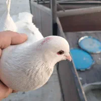 کبوتر الوان و لوتی و تهرانی هوا خور|پرنده|صوفیان, |دیوار