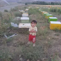 زنبور عسل