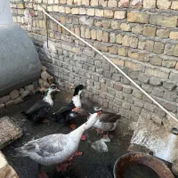 غاز مینیاتوری