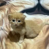 بچه گربه های کوچولو اسکاتیش و پرشین بریتیش هیرلانگ