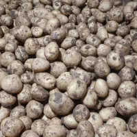 سیبزمینی بذری