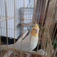 عروس هلندی|پرنده|صحنه, |دیوار