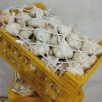 سیر همدان ( سبدی )