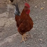 خروس ومرغ تخم گذار محلی