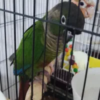 طوطی گرینچیک|پرنده|یاسوج, |دیوار
