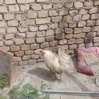 خروس برهما
