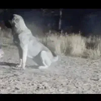 سگ ماده اصیل