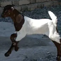 بز کهره بنگالی دو کیلو شیر موقعیت جیرفت|حیوانات مزرعه|کرمان, |دیوار