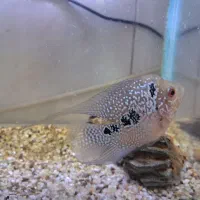 ماهی فلاور|ماهی|کرج, برغان|دیوار