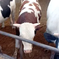 گوساله پروار قرمز 40 کیلو سرک