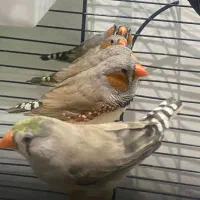 فنج نر معاوضه