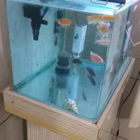 اکواریوم|ماهی|کاشان, فاز ۲ ناجی آباد|دیوار