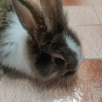 واگذاری خرگوش لوپ