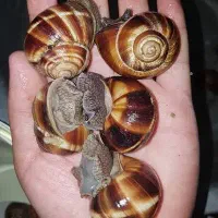 حلزون اسکارگو