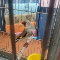 پرنده سهره