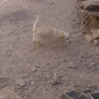 سگ پاکوتاه|سگ|طبس, |دیوار