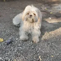 سگ خانگی شیتزو|سگ|میمه, |دیوار