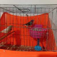 فنچ کینگ|پرنده|چهاردانگه (تهران), |دیوار