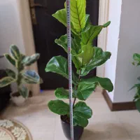 فیکوس لیراتا با گلدان سفالی مشکی|گل و گیاه طبیعی|شاهینشهر, نسیم ۵|دیوار