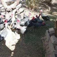 بوقلمون نروماده|پرنده|خاش, |دیوار