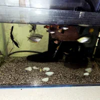 ماهی آکواریوم