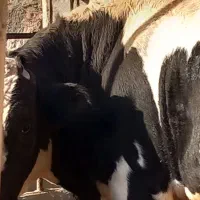 گوساله قسابی|حیوانات مزرعه|اسفراین, |دیوار