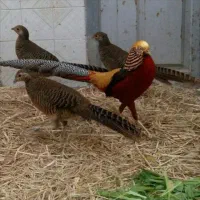 مرغ آمریکایی و تخم نطفه دار و جوجه لاری و ارولوف|حیوانات مزرعه|مشهد, سجاد شهر|دیوار