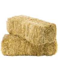 کولش کندم نرم