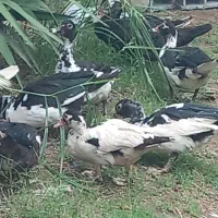 اردک اسرائیلی ماده