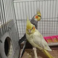 دو عدد عروس تخم گذار