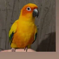 گم شده  طوطی گمشده