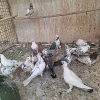 کفتر ۳۰۰