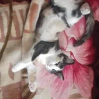 دوستداران حیوانات واگذاری بچه گربه|گربه|چالوس, |دیوار