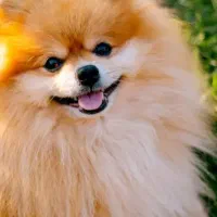 سگ پامرین عروسکی رنگ گلد بسیار گوگولی باردار