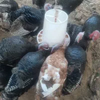 تعدادی بوقلمون برنز بوربون