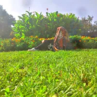 فروش گل زعفران سوپرنگین