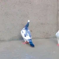 کفترکبوترپلنگ سرخ زرد