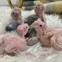 جوجه عروس هلندی البینووایت فیس سرلاکی وطوطی برزیلی