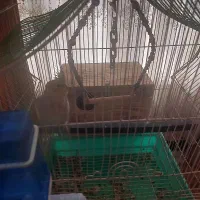 عروس هلندی|پرنده|شیراز, کوشک میدان|دیوار