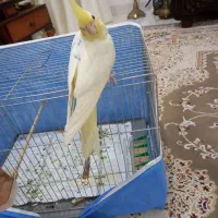 عروس هلندی رام رام ۴ماه|پرنده|هشتگرد, هشتگرد قدیم|دیوار