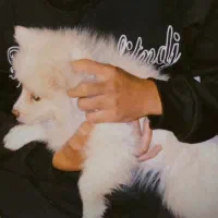 سگ پامر روبایی