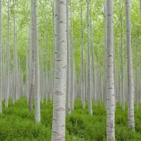 تولید نهال صنوبر تبریزی