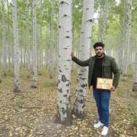 صنوبر انتخاب حرفه‌ای‌ها برای کسب درآمد میلیاردی