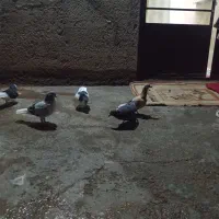 کبوتر|پرنده|بشاریات, |دیوار